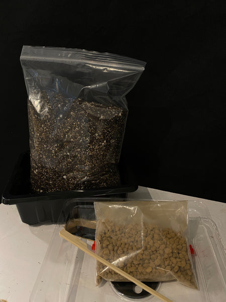 Begonia Seed Sowing Kit