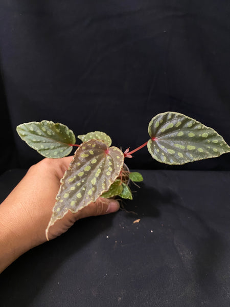 Begonia Kapuashuluensis x Chlorosticta