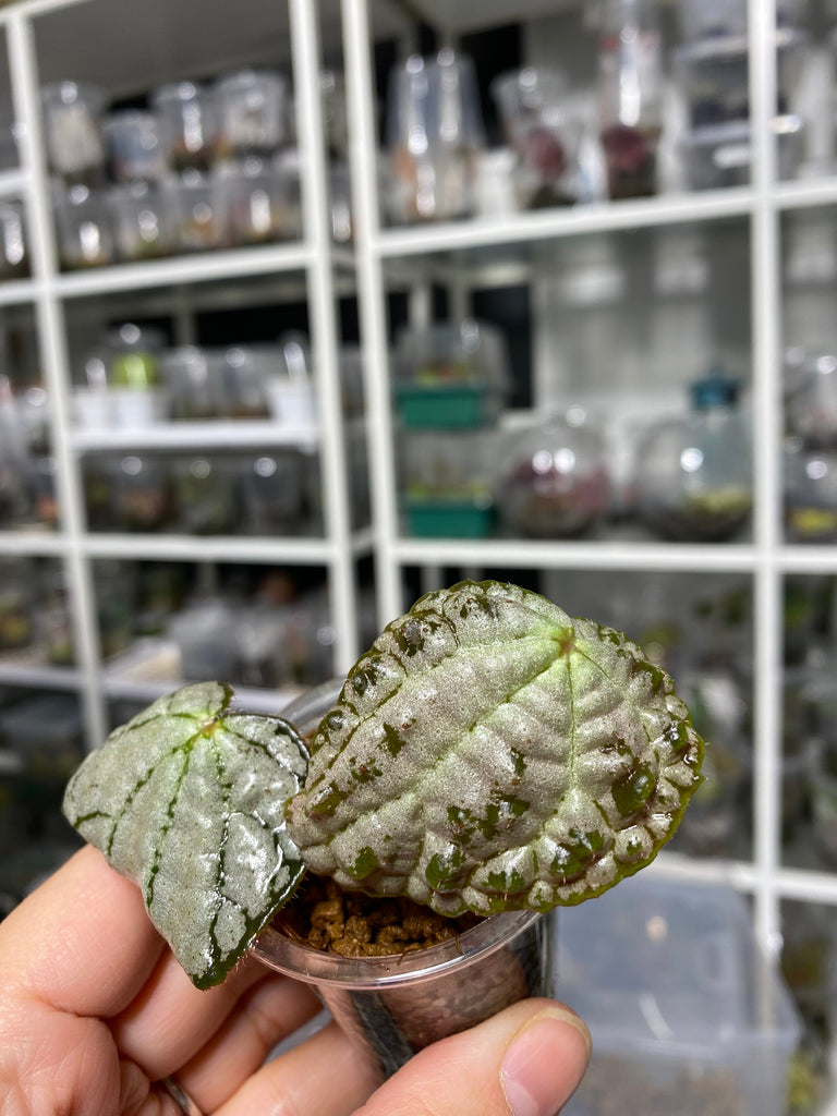 Begonia Montaniformis