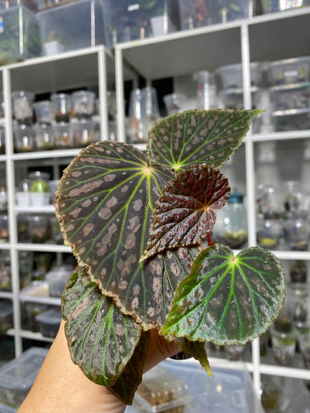 Begonia Super Chloro (Chlorosticta x Chloroneura)