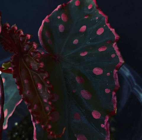 Begonia Darthvaderiana x Amphioxus (3 sizes)